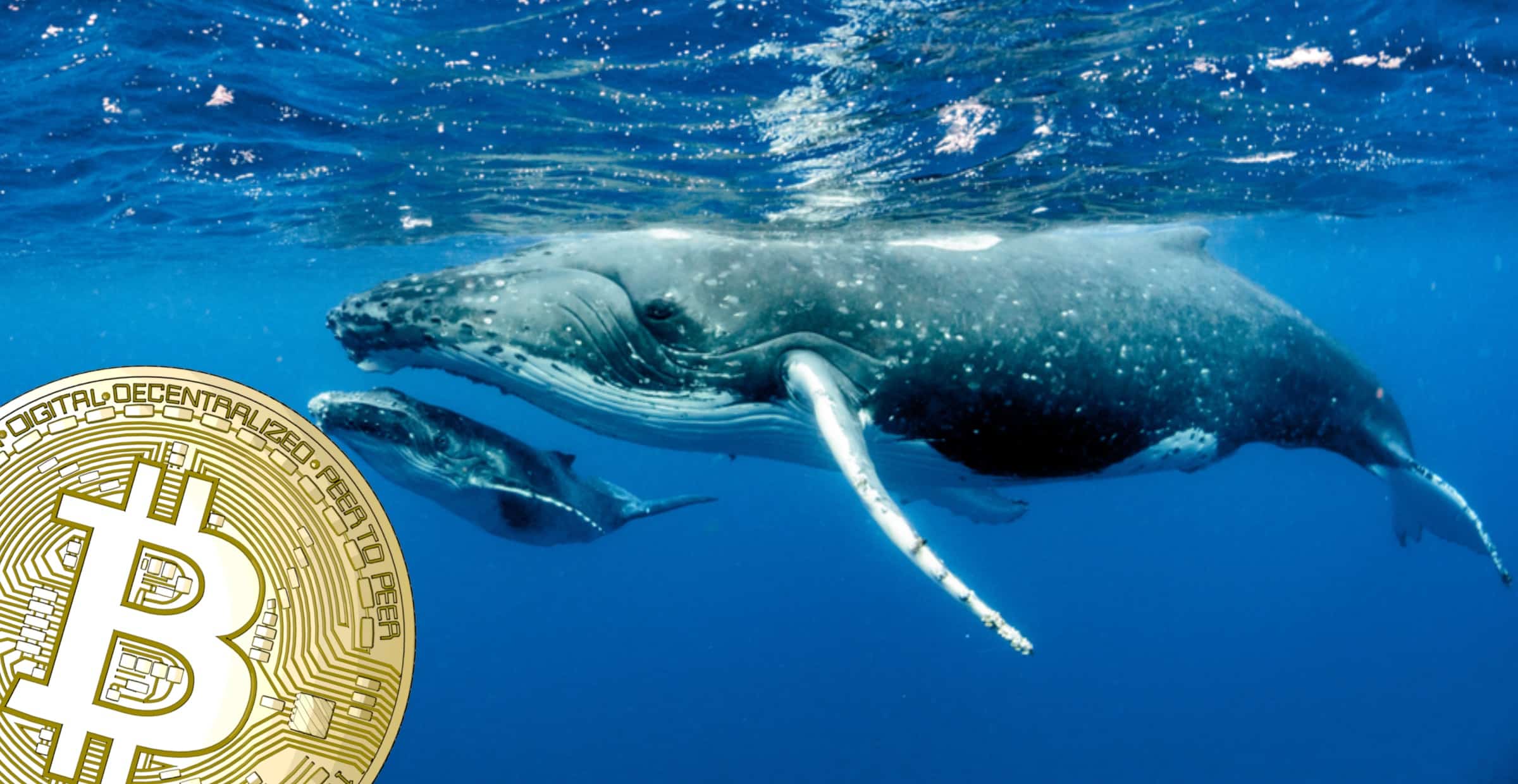 Ny data visar: Bitcoinvalarna har inte varit så här många sedan tjurmarknaden 2017