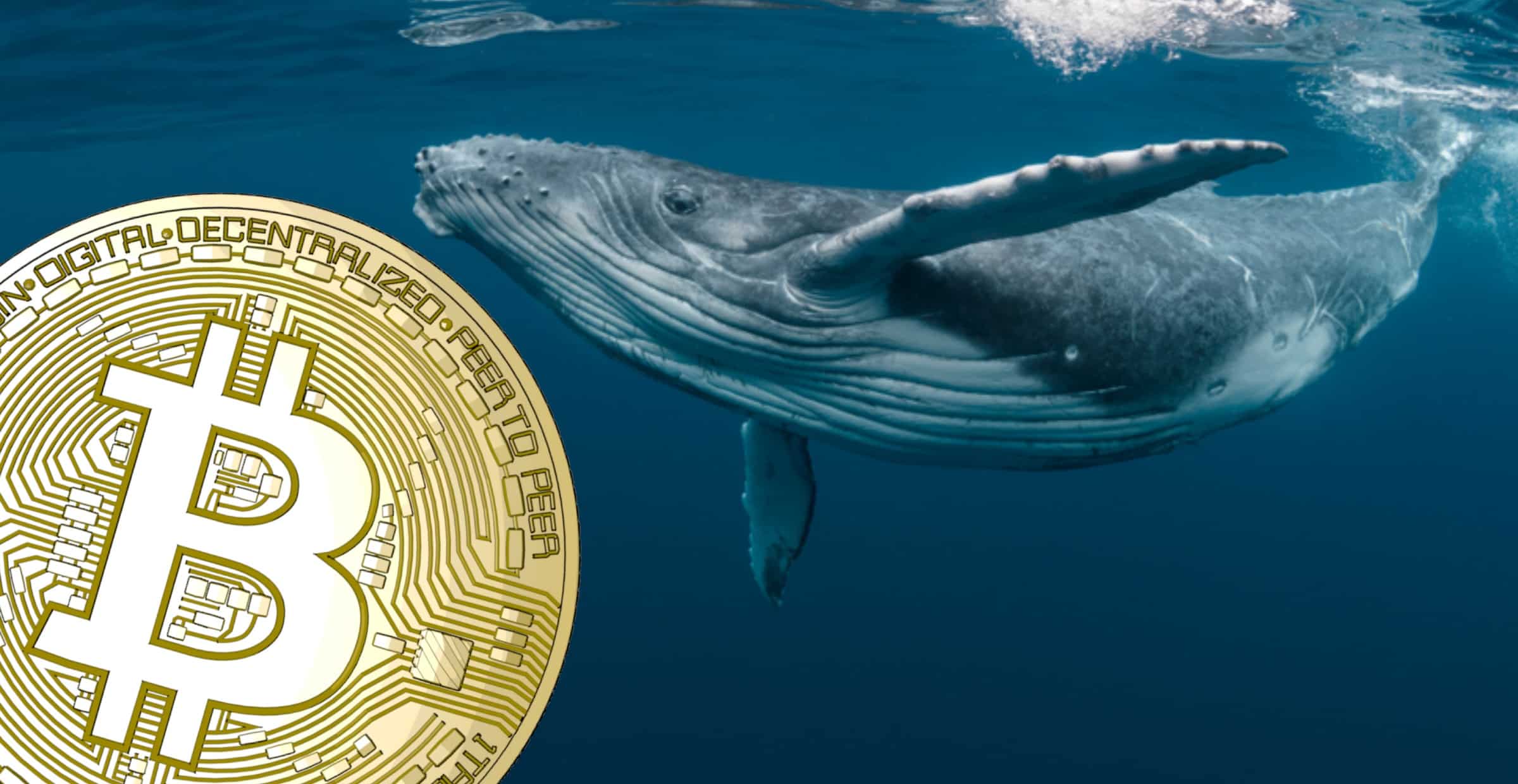 Bitcoin-"val" hodlade i 2 år – sålde nyligen på 12 000 dollar.