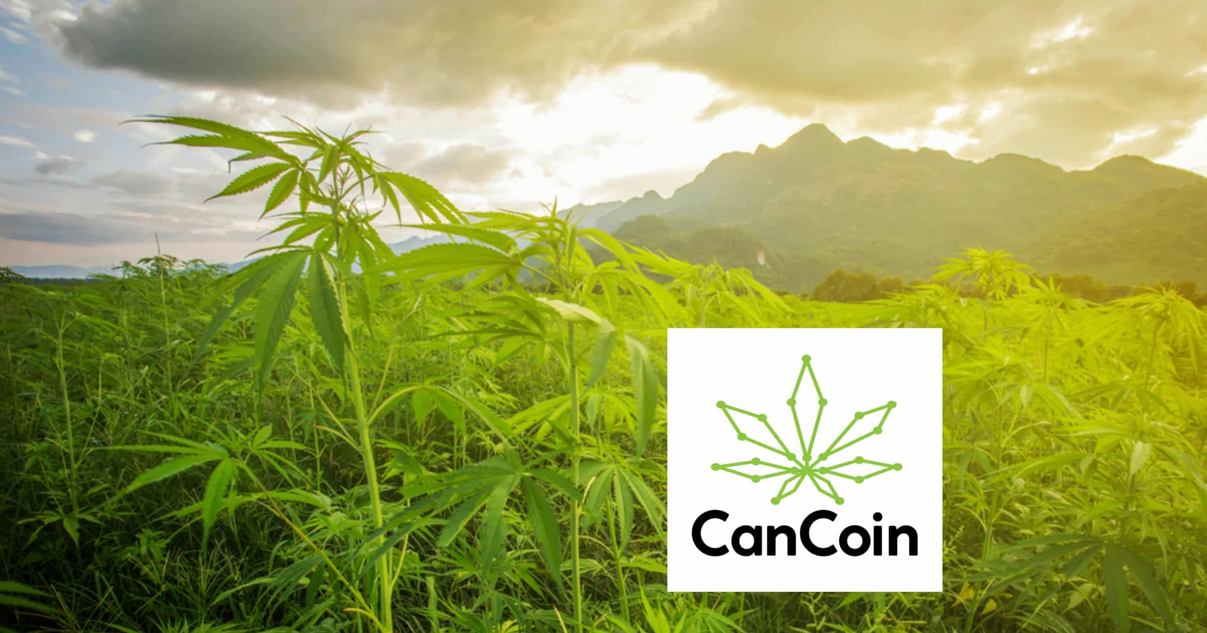 Svenskt kryptoprojekt låter dig investera i branschen för laglig cannabis
