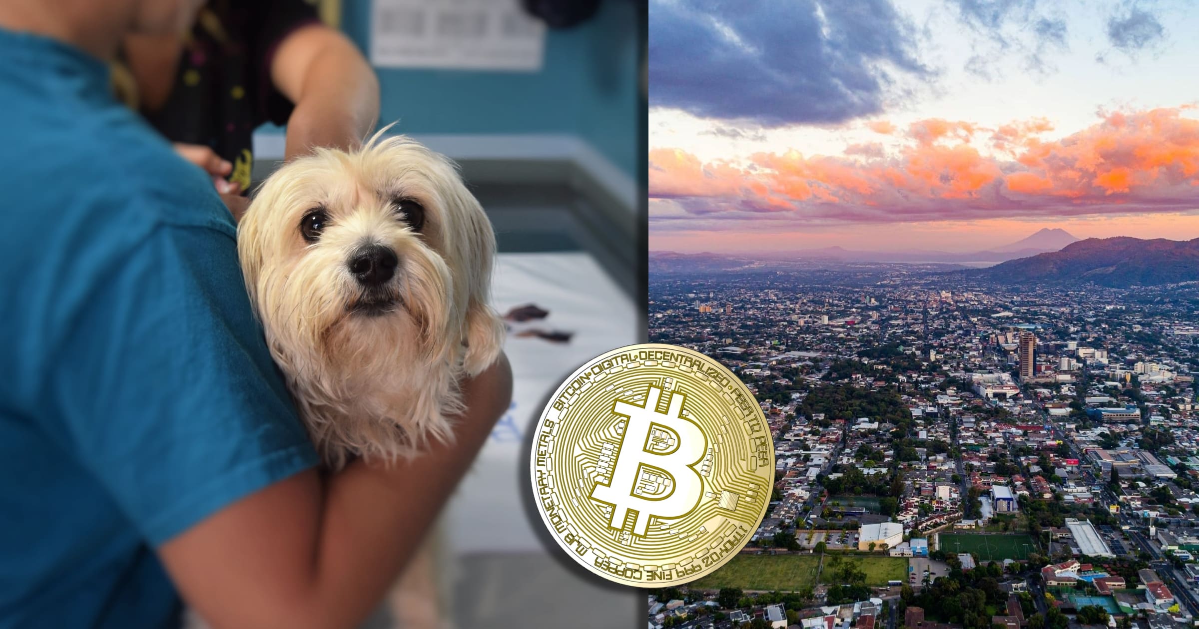 El Salvador använder bitcoinvinst för att bygga jättelikt djursjukhus