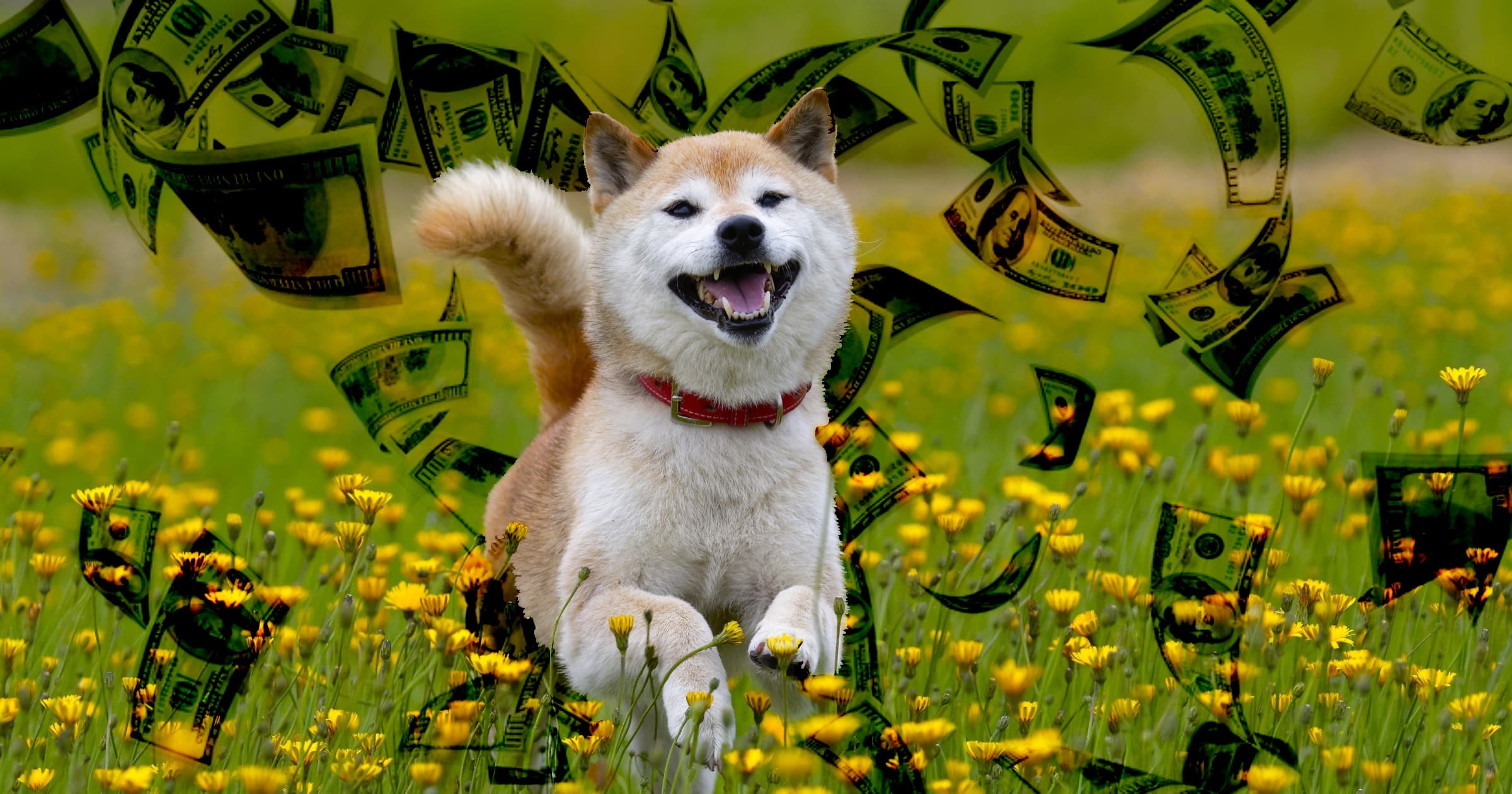 Någon köpte shiba inu för 68 000 kronor – nu är investeringen värd 48 miljarder
